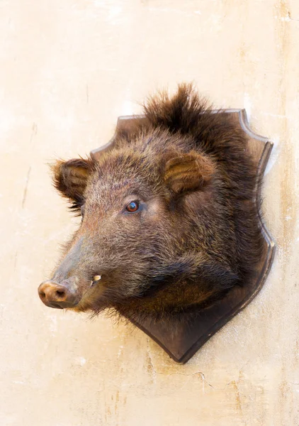 Stuffed wild boar head on a wall