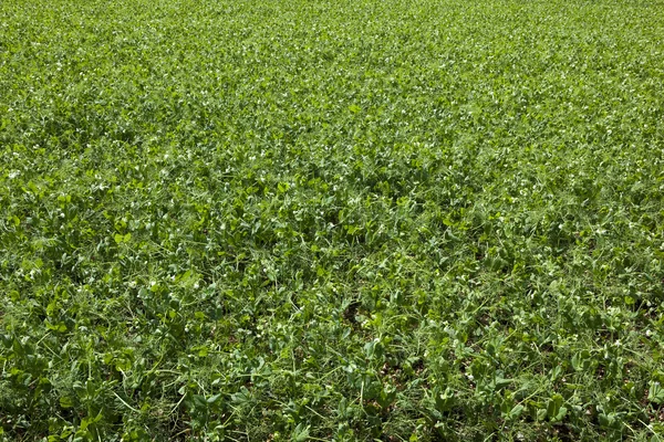 Pea field background