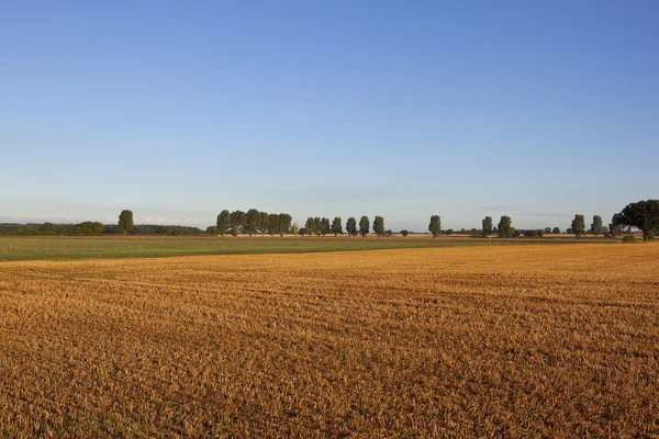 Early morning light on a harvest time landscape