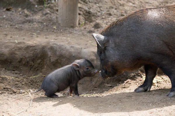 Pot bellied pig and piglet