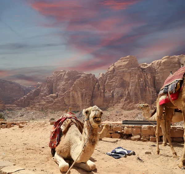 Camel in the Wadi Rum Desert (also known as The Valley of the Moon) is a valley cut into the sandstone and granite rock in southern Jordan 60 km to the east of Aqaba