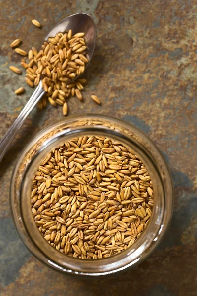 Toasted Oat Grains