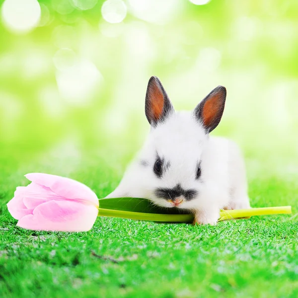 Rabbit with tulip flower