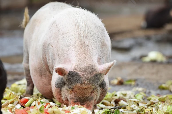 Pig eating  in  zoo