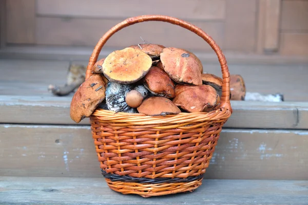 Mushrooms in brown basket on porch steps