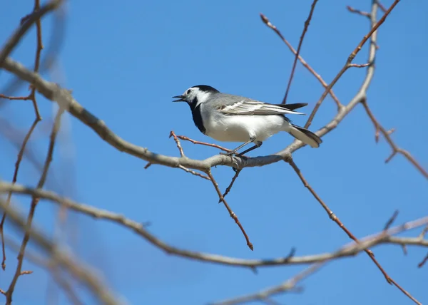 White wagtail bird sits on tree branch in spring