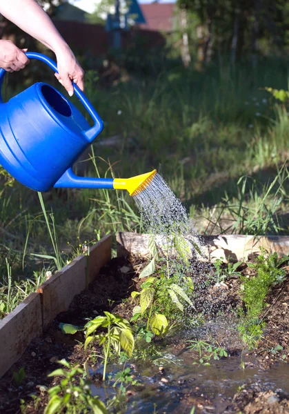 Woman's hand waters from blue plastic watering can plants in garden