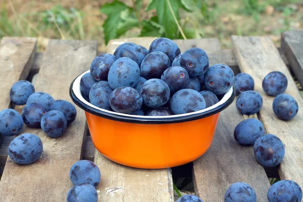 Ripe blue plums in metal orange bowl closeup