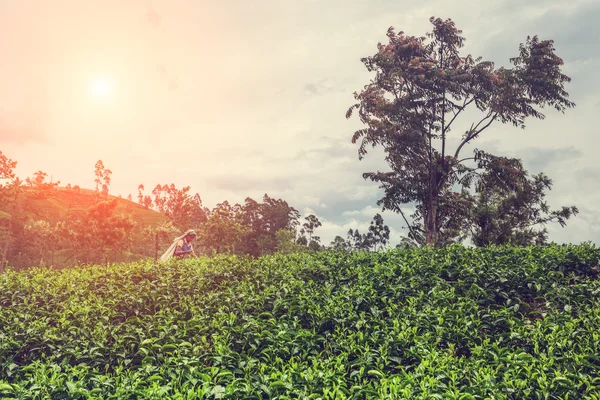 A Tamil woman from Sri Lanka breaks tea leaves on tea plantation