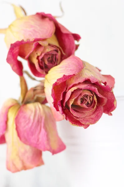 Dried roses on white