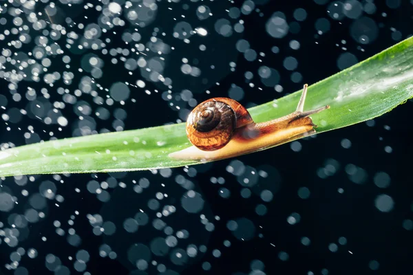 Snail with water particles bokeh as the background