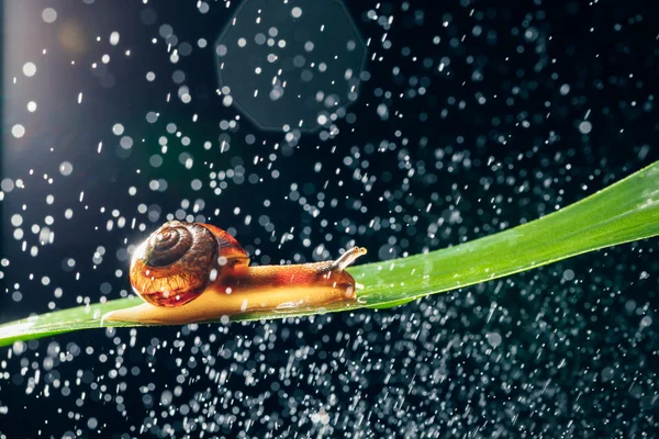 Snail with water particles bokeh as the background