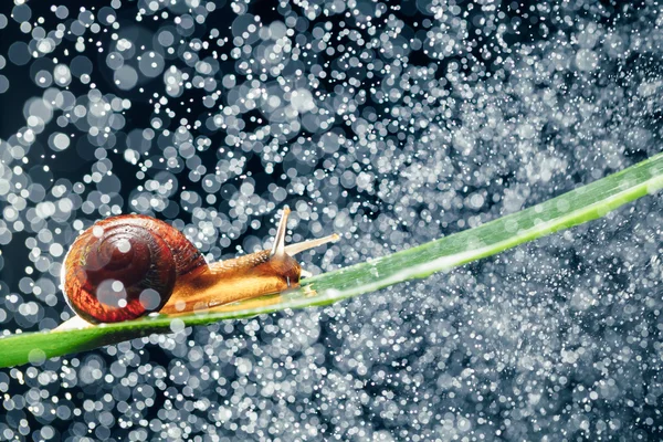 Snail with water particles bokeh as the background