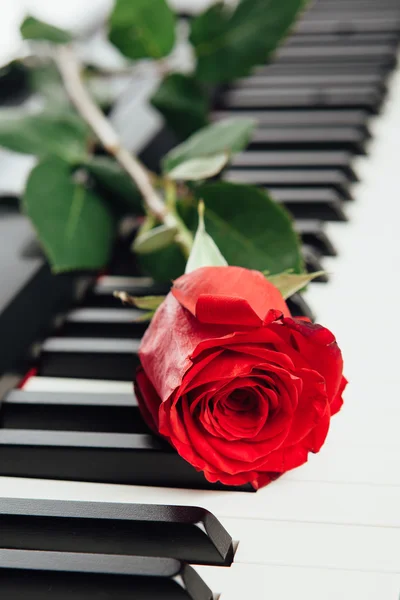 Piano keys and red rose