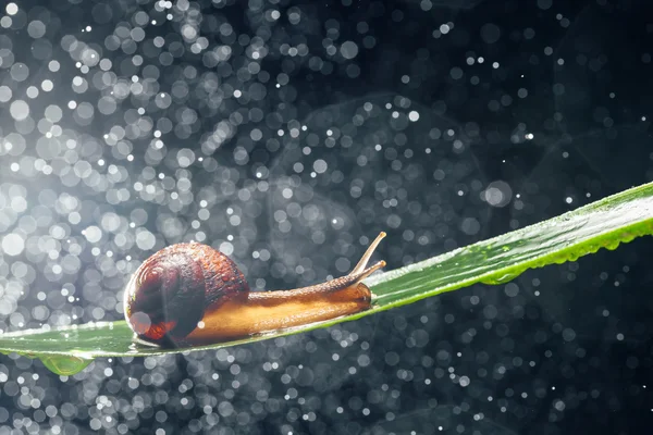 Snail with water particles bokeh as the background