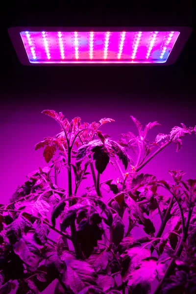 Ripe tomato plant under LED grow light