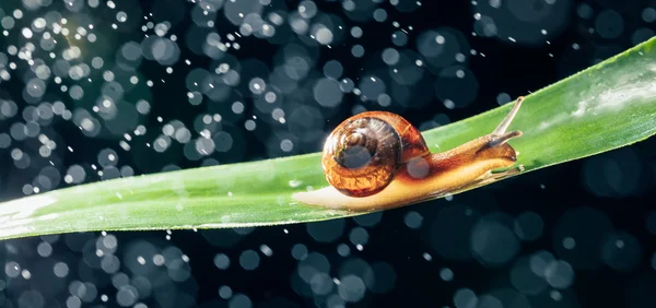 Snail with water particles bokeh as the background