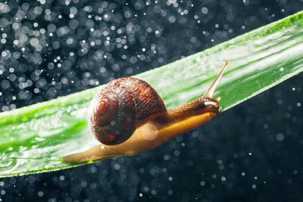 Snail with water particles bokeh as the background