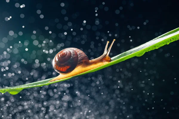 Snail with water particles bokeh as the background
