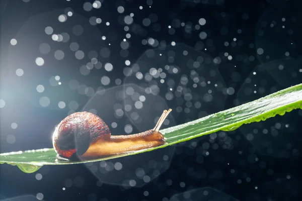Snail with water particles bokeh as the background