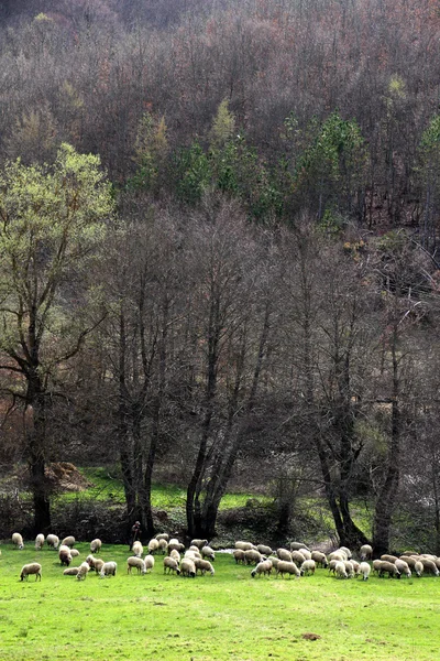 Sheeps grazing on grass field. Animal theme