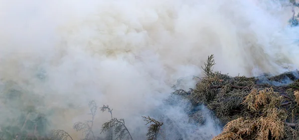 Smoke running out from a burning  branches