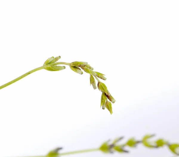 Macro of a green lavender flower isolated against white background