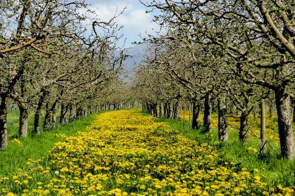 Flower road in apple orchard
