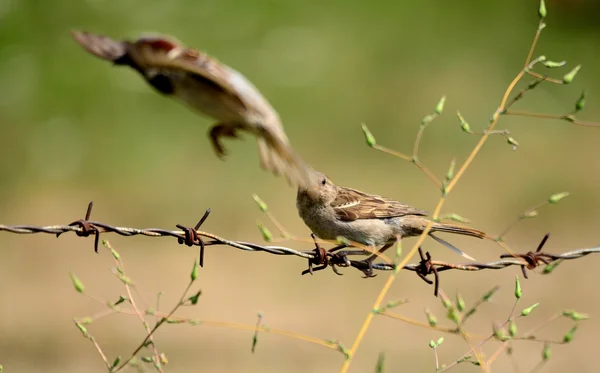 House sparrow on a rusty barbed wire