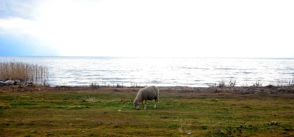 Picture of a Sheep grazing on lake shore.  Animal theme