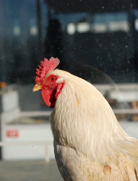 White rooster bird