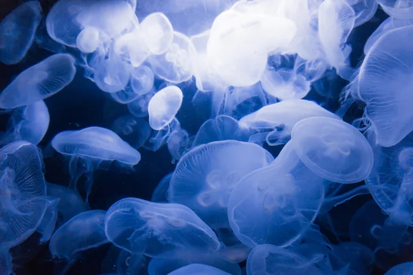 Jellyfishes in blue water