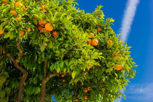 Orange tree. oranges hanging tree. Ripe tangerines on a tree bra