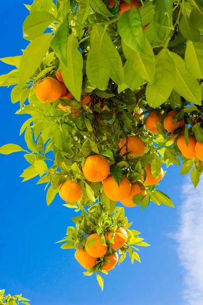 Orange tree. oranges hanging tree. Ripe tangerines on a tree bra