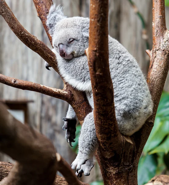 Australian Koala Bear sleep on a tree trunk. Koala relaxing on A