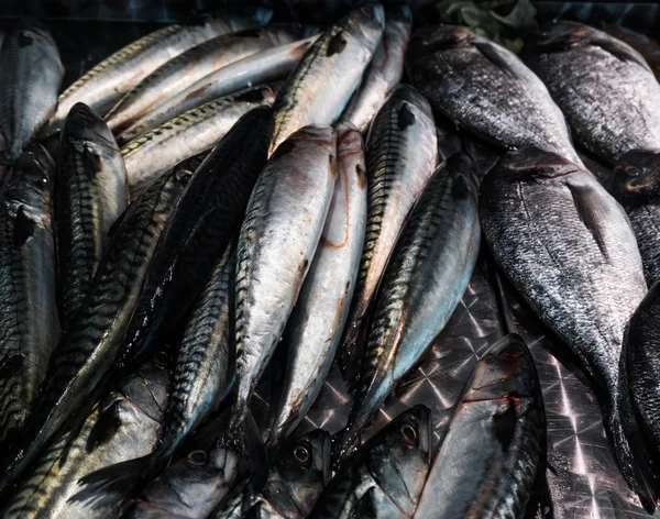 Fresh mackerel fish (Scomber scrombrus).  Mackerel  for sale at