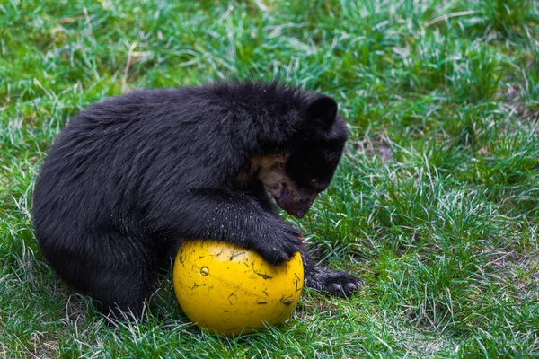 Little bear playing with ball. small wild bear