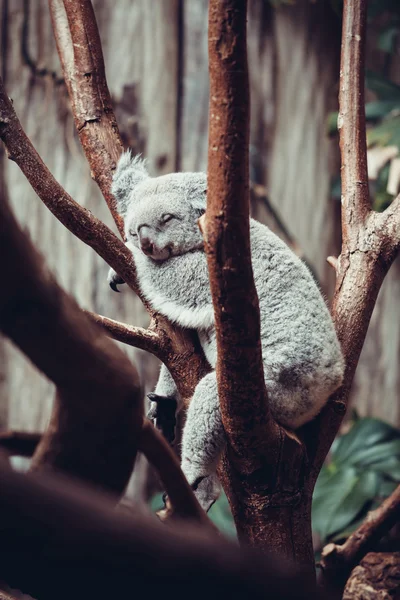 Australian Koala Bear sleep on a tree trunk. Koala relaxing on A
