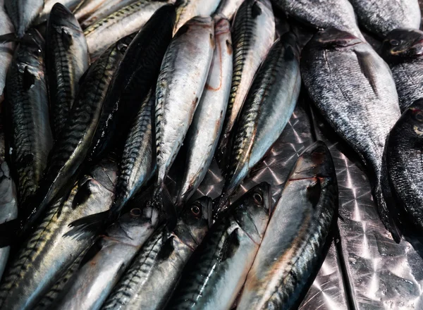 Fresh mackerel fish (Scomber scrombrus).  Mackerel  for sale at