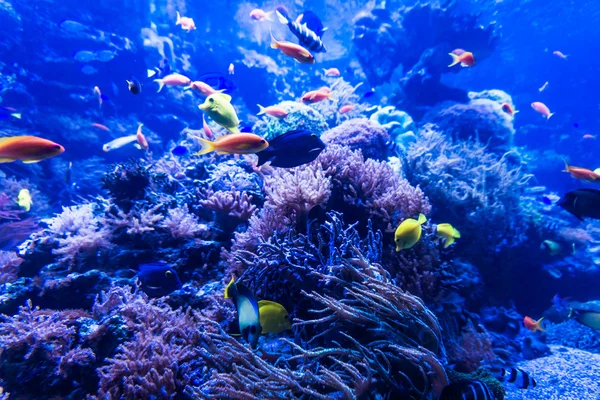 Tropical fishes meet in blue coral reef sea water aquarium . Und