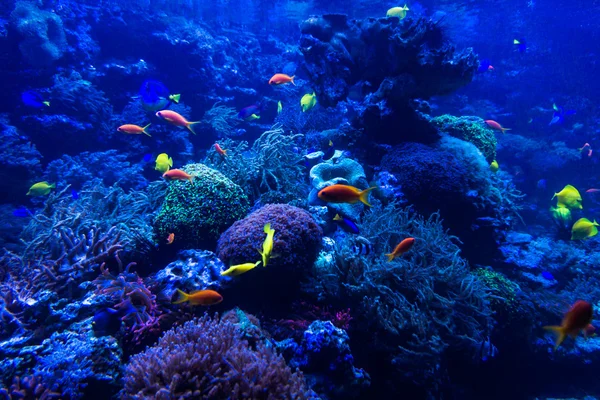 Tropical fishes in blue coral reef
