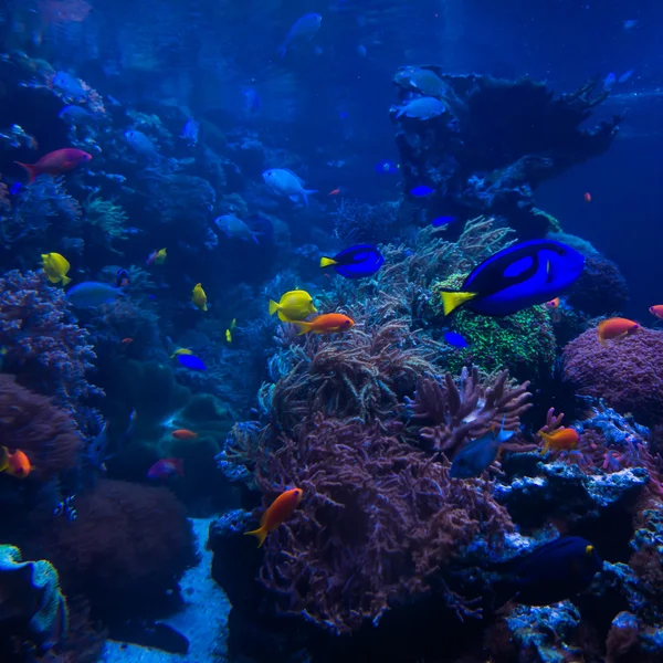 Tropical fish  in blue coral reef