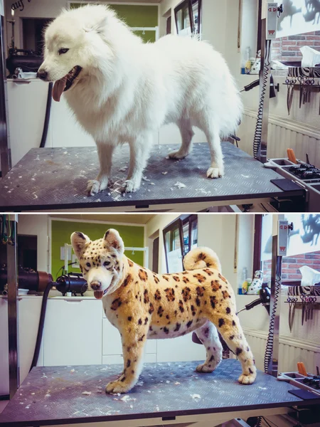 Groomed dog samoyed dog