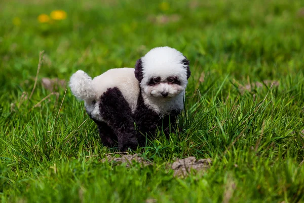 Dog groomed in panda style