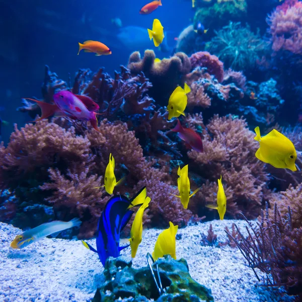 Tropical fish in blue coral reef