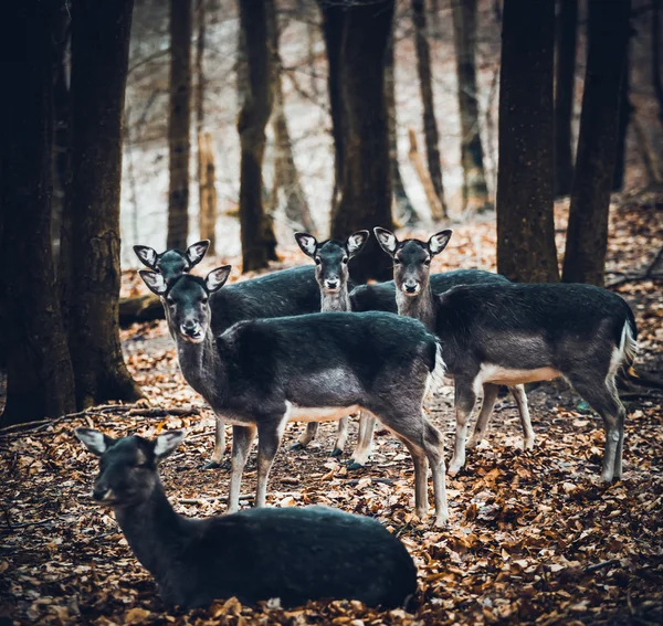 Deer family in forest