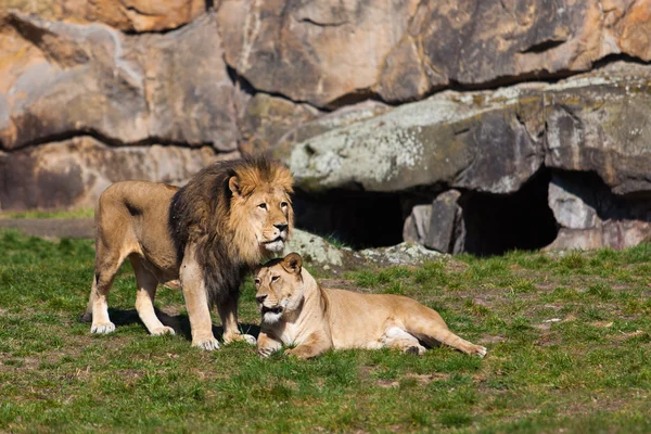 Lion and Lioness in zoo