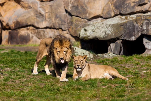 Lion and Lioness in zoo
