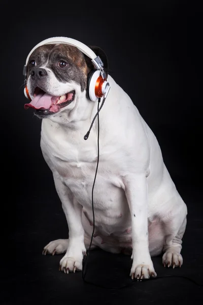 Dog listening to music