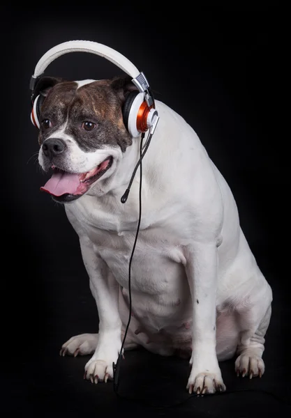 Dog listening to music